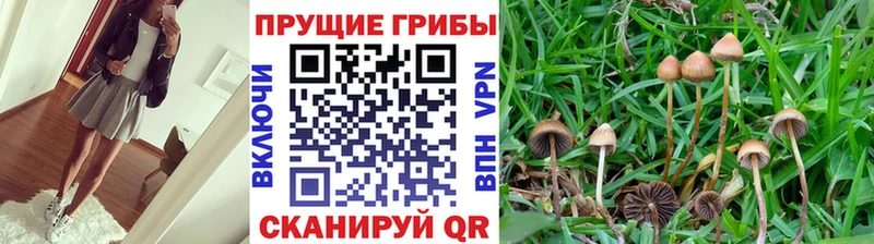Галлюциногенные грибы Psilocybe  Троицк 